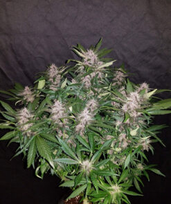 C4 Auto — изображение 3