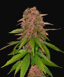 C4 Auto Fast Buds Seeds