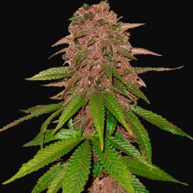 C4 Auto Fast Buds Seeds