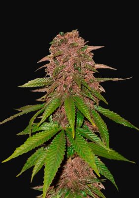 C4 Auto Fast Buds Seeds