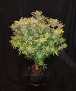 C4 Auto — изображение 4