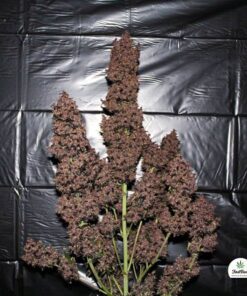 C4 Auto — изображение 5