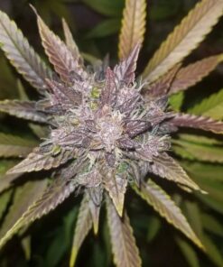 C4 Auto — изображение 6