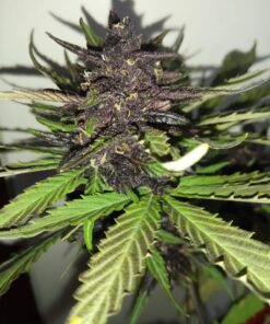 C4 Auto — изображение 7