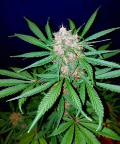 C4 Auto — изображение 8