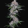 Californian Orange Dutch Passion Seeds