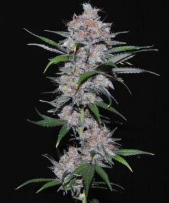 Californian Orange Dutch Passion Seeds
