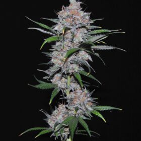 Californian Orange Dutch Passion Seeds