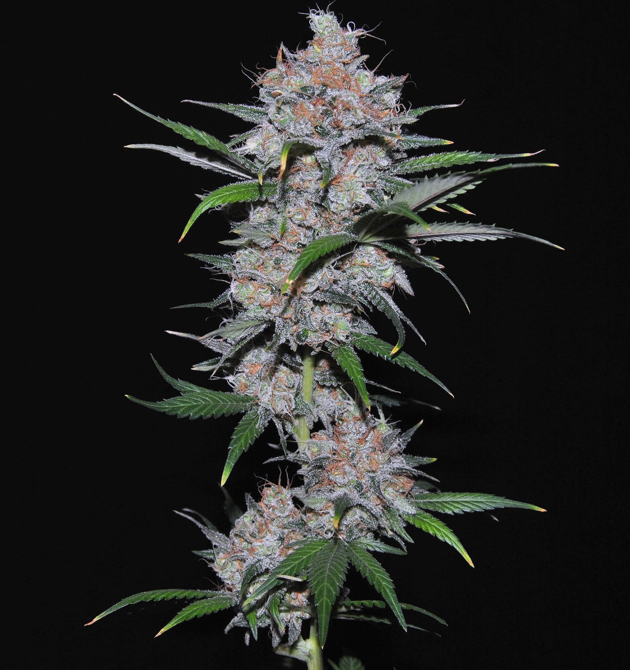 Californian Orange Dutch Passion Seeds
