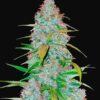 Californian Snow Auto Fast Buds Seeds