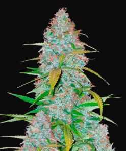Californian Snow Auto Fast Buds Seeds