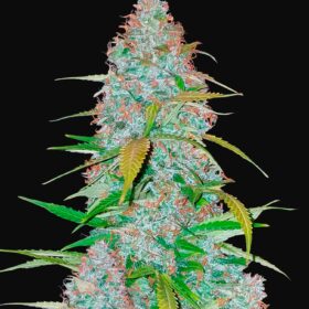 Californian Snow Auto Fast Buds Seeds