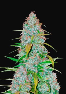 Californian Snow Auto Fast Buds Seeds