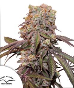 Candy Bubatz XL Auto Dutch Passion Seeds