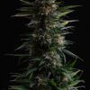 Candy Cream Fast Kannabia Seeds