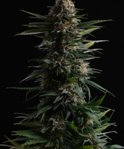 Candy Cream Fast Kannabia Seeds