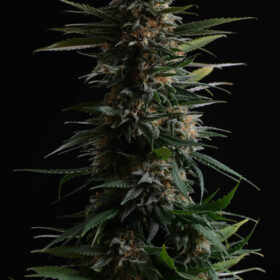 Candy Cream Fast Kannabia Seeds