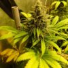 Candy Kush Express Royal Queen Seeds