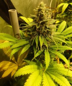 Candy Kush Express Royal Queen Seeds