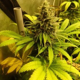 Candy Kush Express Royal Queen Seeds
