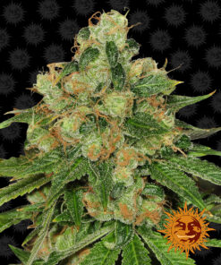 Caramel CBD regular Barneys Farm Seeds