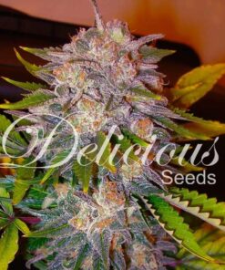 Caramelo Delicious Seeds