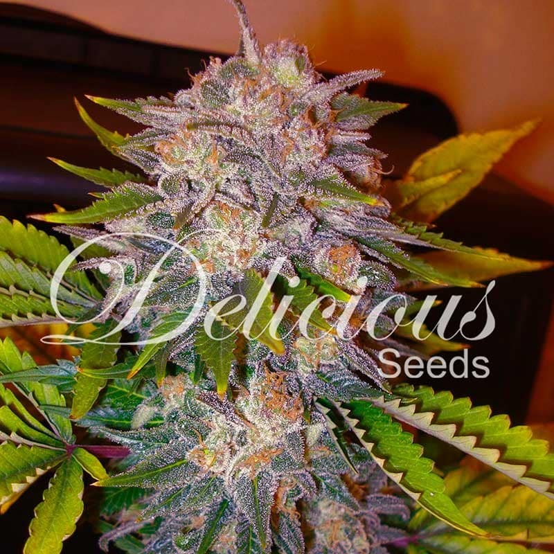 Caramelo Delicious Seeds