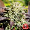 Caramelo Regular Delicious Seeds