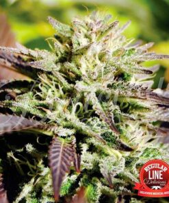 Caramelo Regular Delicious Seeds
