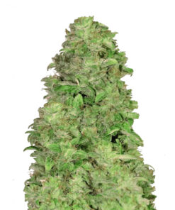 CBD Auto 20:1 Fast Buds Seeds