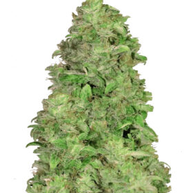 CBD Auto 20:1 Fast Buds Seeds