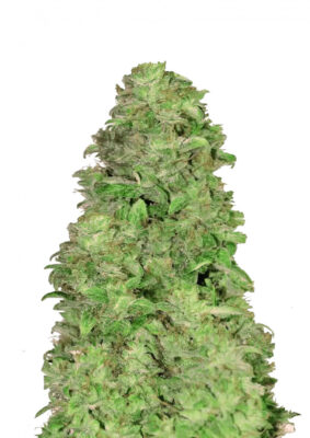 CBD Auto 20:1 Fast Buds Seeds