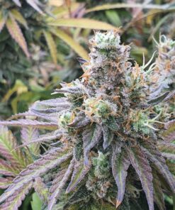 Charlotte’s Angel CBD Dutch Passion Seeds