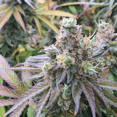 Charlotte’s Angel CBD Dutch Passion Seeds