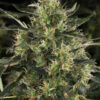 Chronic CBD SeriousSeeds