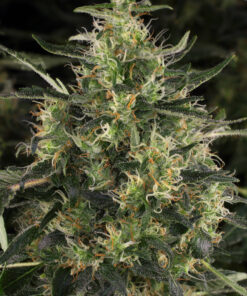 Chronic CBD SeriousSeeds