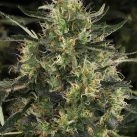 Chronic CBD SeriousSeeds