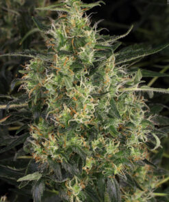Chronic CBD — изображение 2