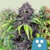 CBD Mix Royal Queen Seeds
