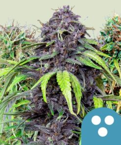 CBD Mix Royal Queen Seeds