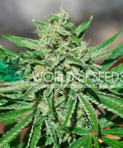 Tonic CBD WorldOfSeeds