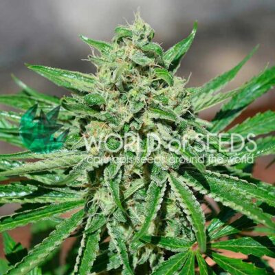 Tonic CBD WorldOfSeeds