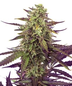 Cereal Milk Royal Queen Seeds