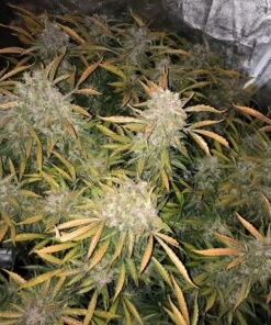 Charlotte’s Angel CBD Auto — изображение 2