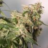 Charlotte’s Angel CBD Auto Dutch Passion Seeds