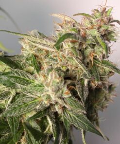 Charlotte’s Angel CBD Auto Dutch Passion Seeds