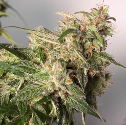 Charlotte’s Angel CBD Auto Dutch Passion Seeds