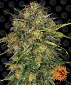 Cheese Barneys Farm Seeds