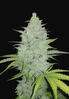 Cheese Auto Fast Buds Seeds
