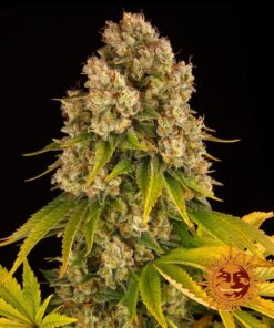 Cheese Auto Barneys Farm Seeds